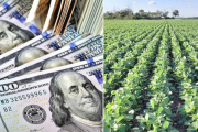 Además de los futuros, ahora también los precios de la soja disponible comenzaron a reflejar la anunciada rebaja de retenciones