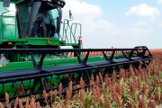 El sorgo se cosecha con buenos rindes y suben la estimación de producción