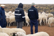 Sarna ovina: Claves para una detección temprana y un control efectivo