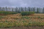 Un productor agrícola de la zona núcleo debutó en Río Negro con 125 quintales de maíz por hectárea