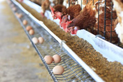 Confirman caso positivo de gripe en aves comerciales de Buenos Aires y se suspendieron las exportaciones