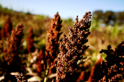 La producción de sorgo 2024/2025 creció 16% respecto a la campaña anterior