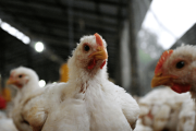 El Senasa aclara que el brote de influenza aviar de Entre Ríos está cerrado y controlado