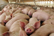 El sector porcino argentino gana competitividad y mira de nuevo a la exportación