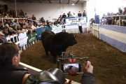 Conocé al toro que se vendió por $41 millones en la Expo de Conesa y fue récord