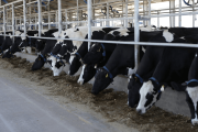 Maíz y subproductos de soja sin retenciones: productores de carnes, leche y huevos evalúan el impacto
