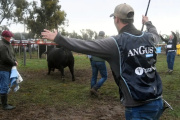 Néstor Aldazábal, otra vez Gran Campeón Angus en Villa Bordeu; también lo consiguió en Corriedale