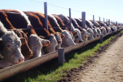 Feedlot: el encierre tuvo una nueva caída del 2% y el consumo supera la exportación