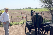 Sorpresa para productor de Alpachiri, La Pampa: hembra Aberdeen Angus parió trillizas