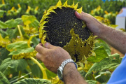La siembra de girasol avanzó en el sur