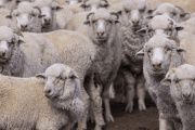 Sarna ovina: el SENASA declaró la alerta sanitaria en algunos departamentos de Chubut
