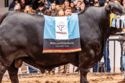 Un “Morocho” campeón mundial: el mejor toro Brangus del Planeta es argentino