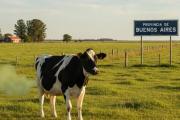 Duras críticas de la producción al proyecto de ley bonaerense que quiere imponer impuesto a las flatulencias de las vacas