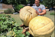 «El gigante de Mechita»: Un productor hortícola cosecho un zapallo de 73kilos