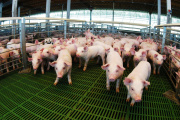 Créditos valor producto: casi $14.000 millones destinados al sector porcino