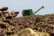 El girasol ya se cosecha en Buenos Aires y La Pampa