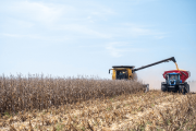 La cosecha de maíz está en rindes promedio de 86 y 98 qq/ha
