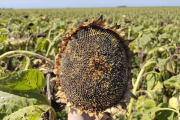 El girasol ya se cosechó en la mitad de su territorio