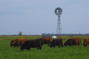 El INTA impulsa una jornada para posicionar la carne de sistemas pastoriles en el mercado