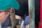 Desde La Pampa exportan bovinos reproductores a Uruguay