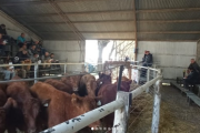 Tornquist: se realizó el remate del 2° Concurso de terneros del Sudoeste en la 50° Exposición Rural