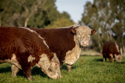 Cuenta regresiva para la normativa sobre deforestación de la U.E.: los productores deben inscribirse en VISEC Carne