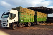 Alfalfa pampeana a Emiratos Árabes
