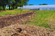Optimizan el compostaje para uso agronómico