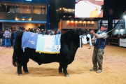 Se eligieron los Grandes Campeones Angus de Otoño