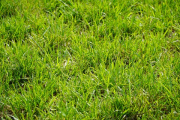 Nutrición efectiva y responsable de pasturas