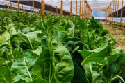 EL INTA presentó un Manual de Horticultura
