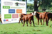 Lanzarán el sello de Certificación de Carne Sustentable Argentina (MACS)