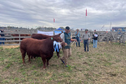 Limangus se lució en Agroactiva: «un toro bien de campo, funcional, que viene a venderse»