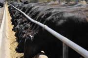 Los feedlots profesionales también aumentan la ocupación