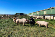 Somos lo que comen los animales que nos alimentan