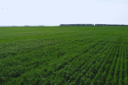 La nutrición impacta en el rendimiento y en la calidad del grano