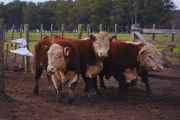 Toros Hereford a prueba: evalúan su desempeño en sistemas pastoriles