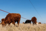 El sistema con que un productor ganadero «duplicó» su campo en la puerta de entrada a la Patagonia