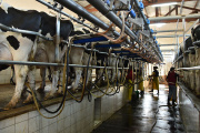 Buenos precios y alimentación más barata impulsan la recuperación de los tambos