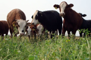 Los sistemas integrados ganan terreno como respuesta a los límites de la agricultura tradicional
