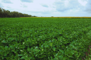 El Niño abre una ventana de alta producción para el agro argentino