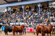 Angus vuelve a ser la raza más convocante de la Exposición Rural de Palermo 2026