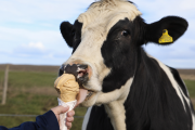 Detrás de un “Helado Grido” hay una fuerte apuesta a tambos con bienestar animal y Buenas Prácticas Climáticamente Inteligentes: «La calidad del helado comienza en la leche»