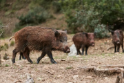 Carne de jabalí en Río Negro: qué cambia con el proyecto que busca abrir un nuevo mercado en la Patagonia