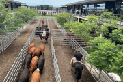 Vacunos: comenzó la semana con subas en el Mercado Agroganadero de Cañuelas