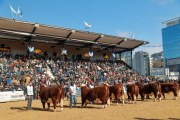 Hereford palpita Palermo 2026: La raza sin fronteras