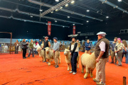 Con formación para jóvenes, la raza Romney Marsh abrió su participación en la Expo Rural 26