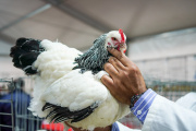 Luego de cuatro años sin participar, las aves regresaron a Palermo: “Le dan color y sonido al pabellón”