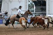 El Caballo Criollo crece por el deporte, suma criadores y busca conquistar nuevos mercados