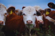 El INTA lleva a La Rural una agenda ganadera centrada en la innovación